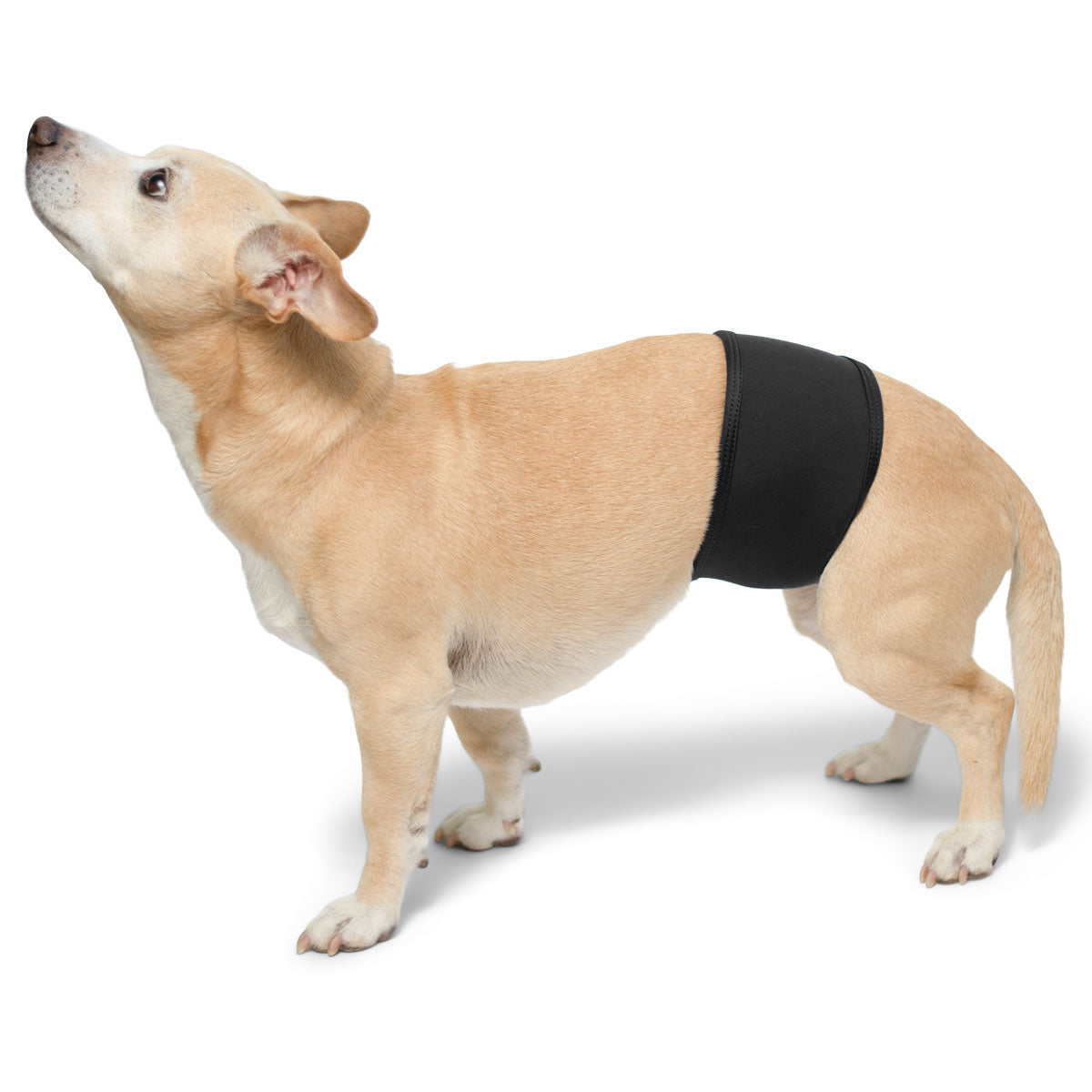 Petco male dog clearance wraps